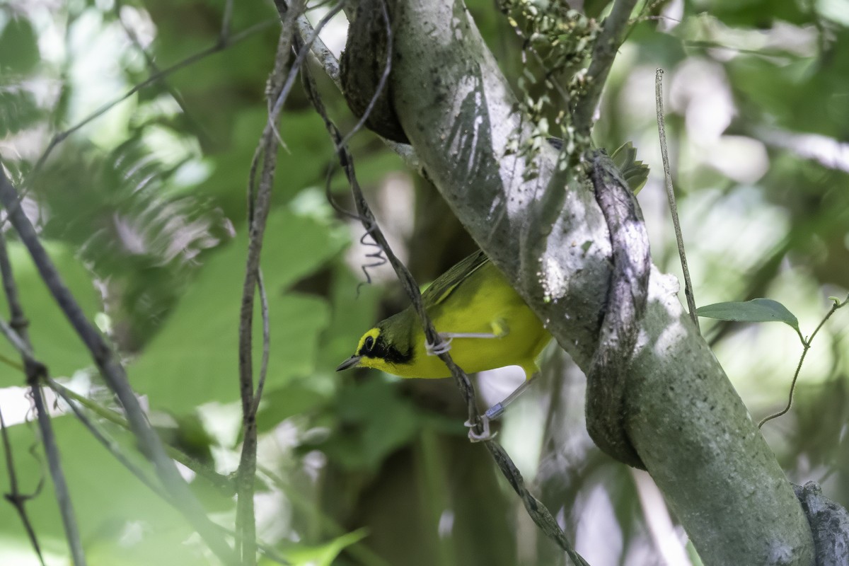 Kentucky Warbler - ML640977033