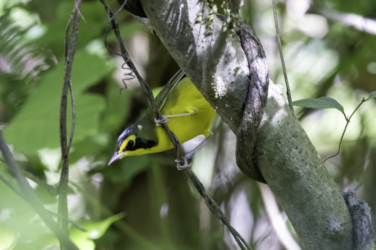 Kentucky Warbler - ML640977035