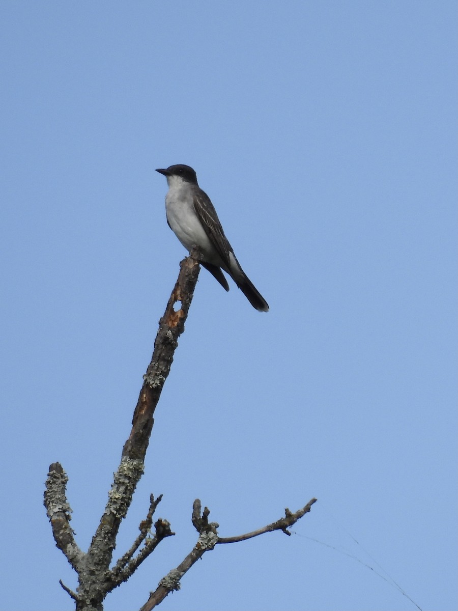 Eastern Kingbird - ML640977044