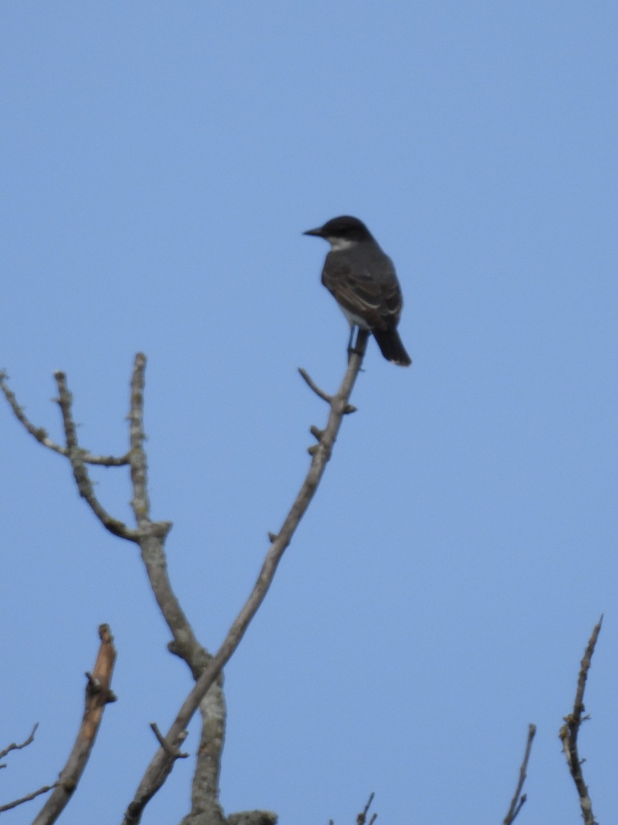 Eastern Kingbird - ML640977045