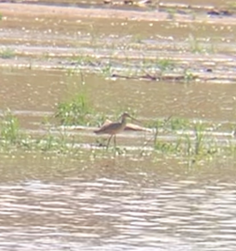 Marbled Godwit - ML640977054
