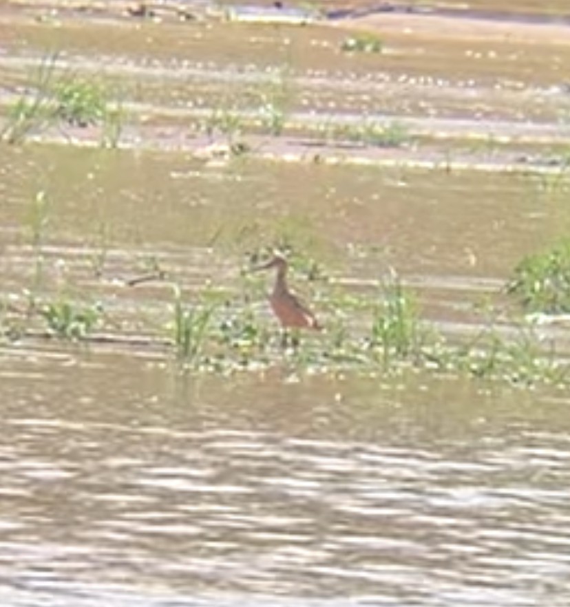 Marbled Godwit - ML640977055