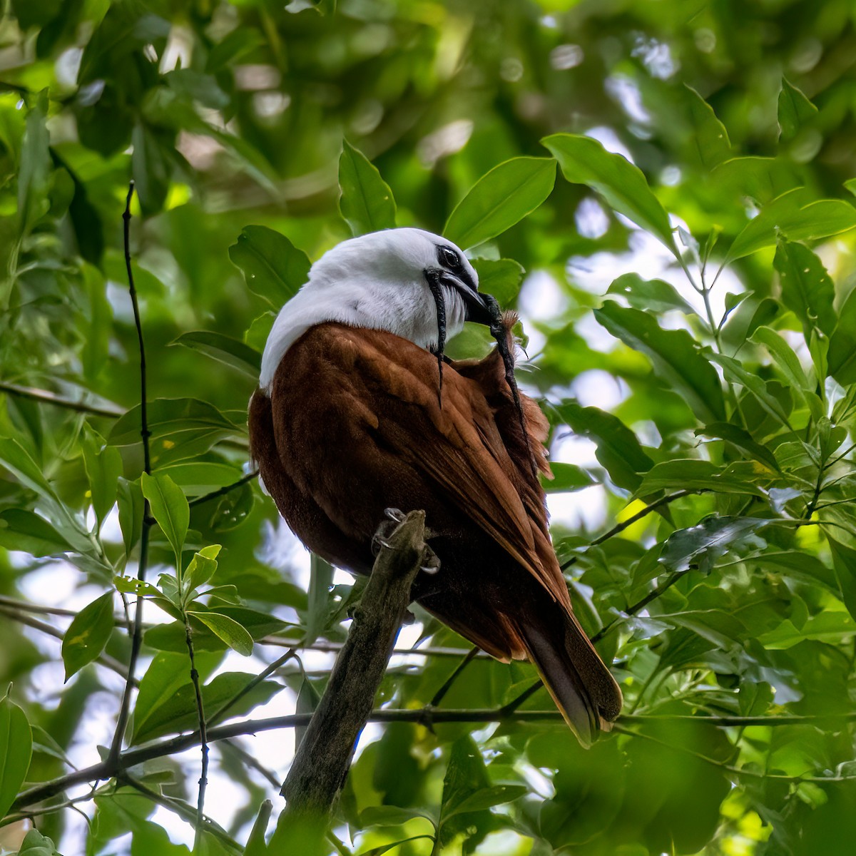 Three-wattled Bellbird - ML640977099