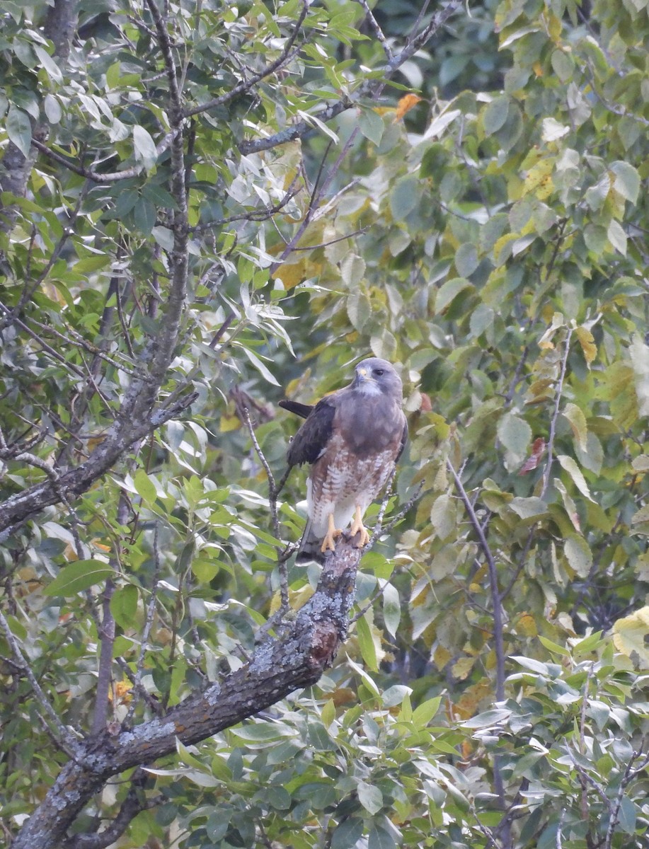 Swainson's Hawk - ML640977114
