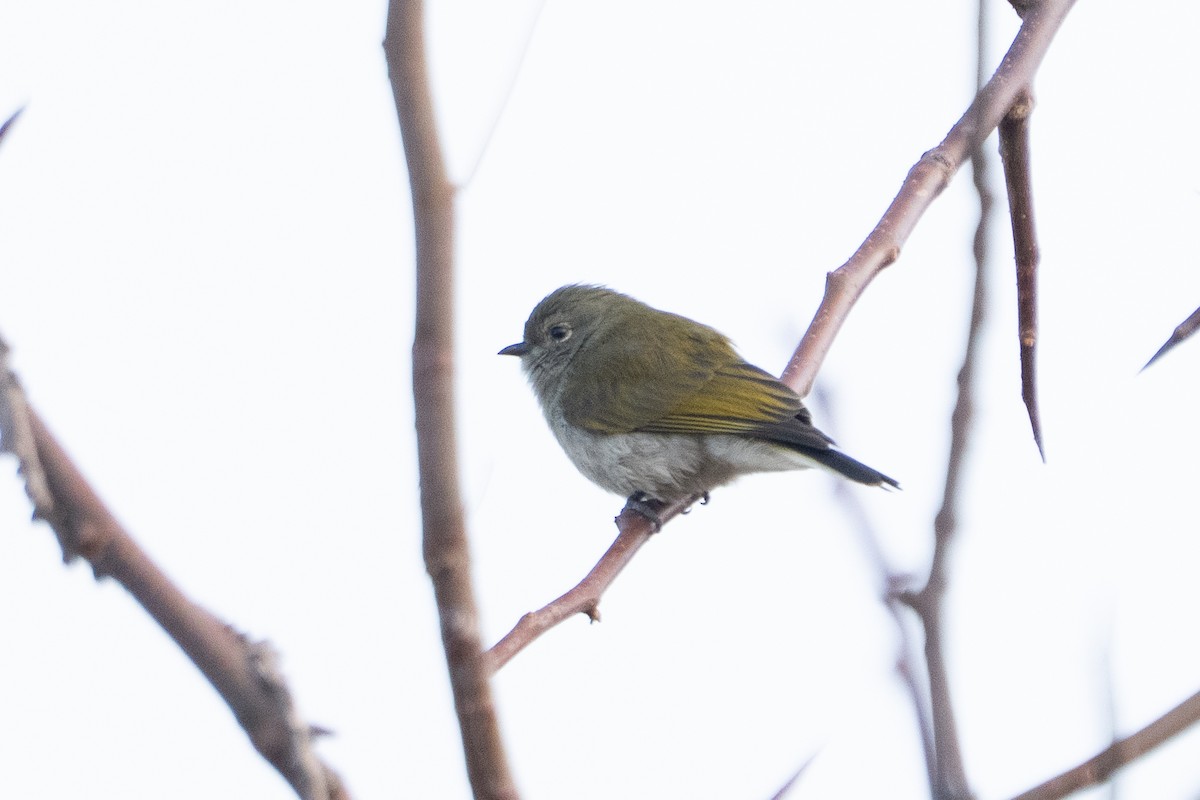 Green-backed Honeybird - ML640977137