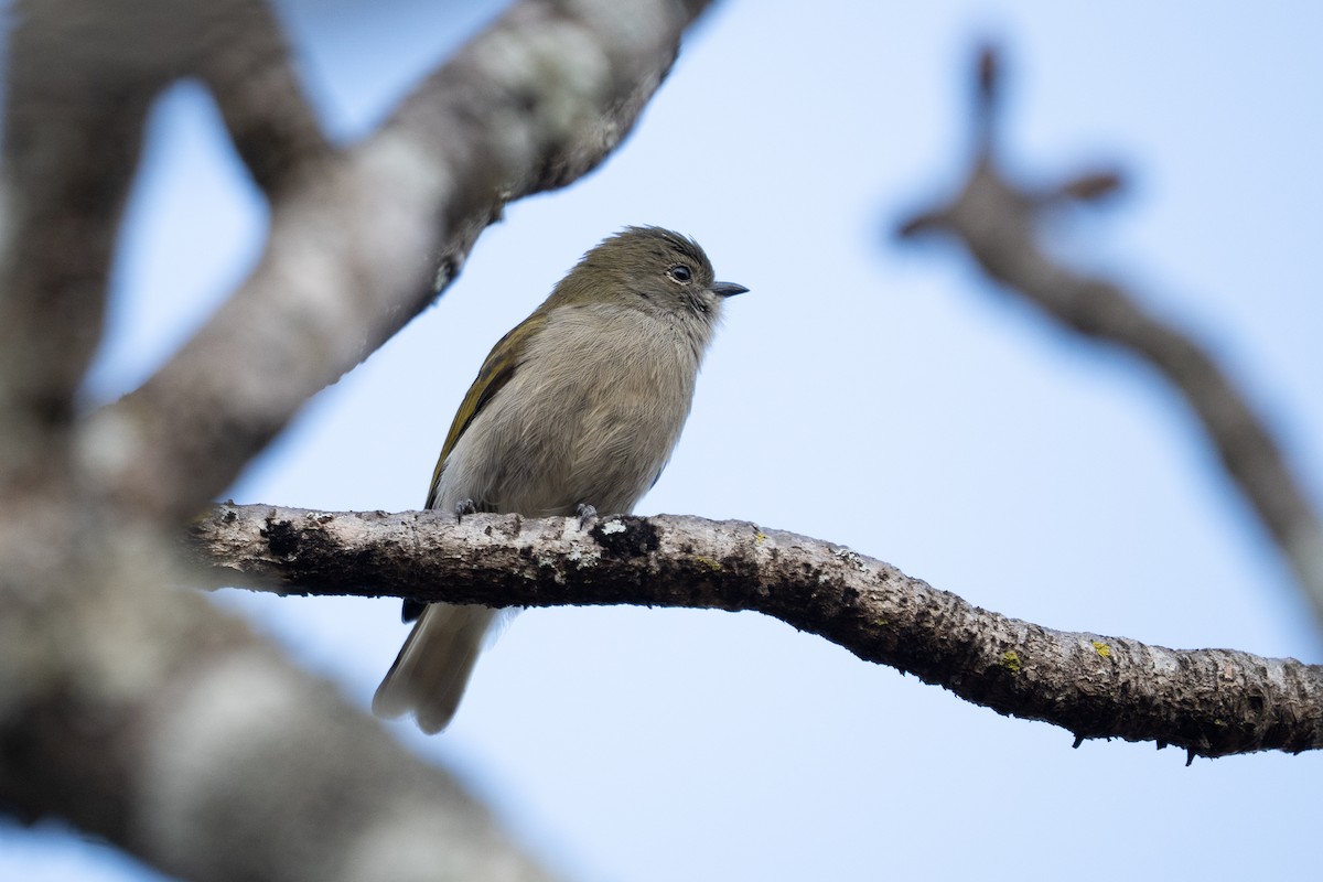 Green-backed Honeybird - ML640977138