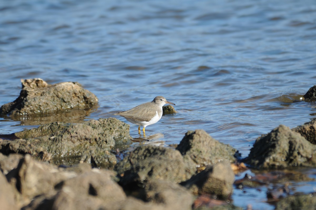Spotted Sandpiper - ML640977148