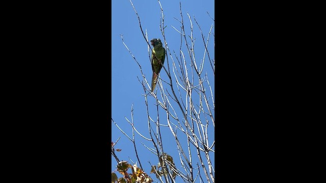 Blue-crowned Parakeet - ML640977241