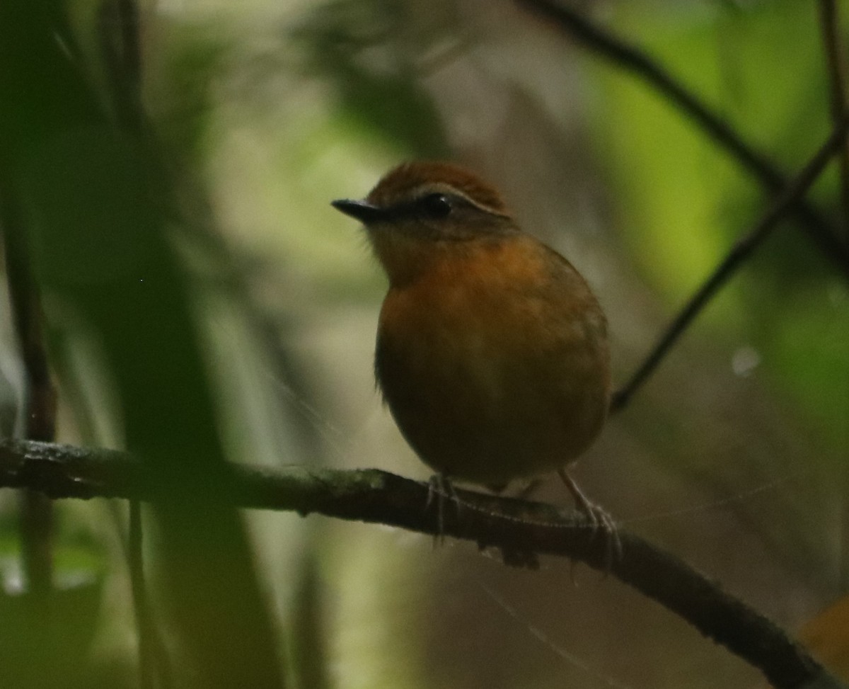 Black-cheeked Gnateater - ML640977260