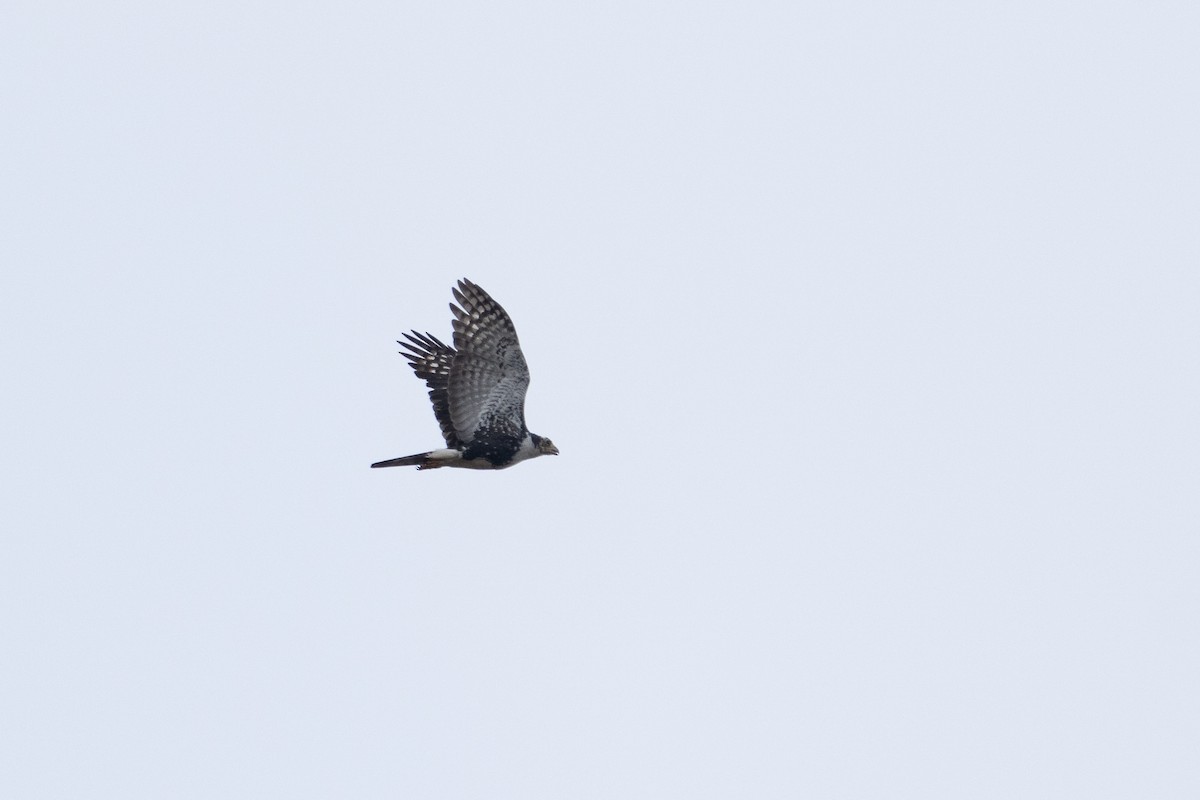 Black Goshawk - ML640977265
