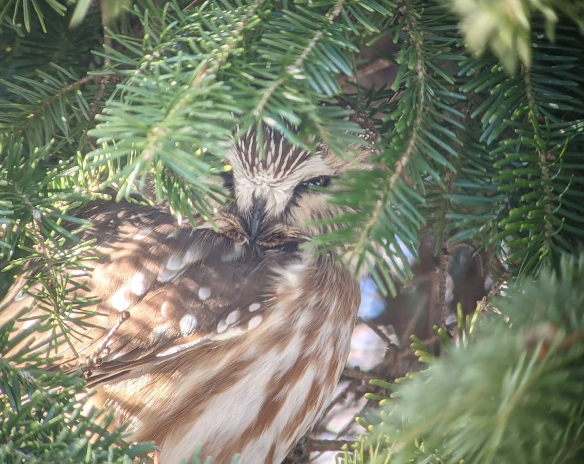 Northern Saw-whet Owl - ML640977279