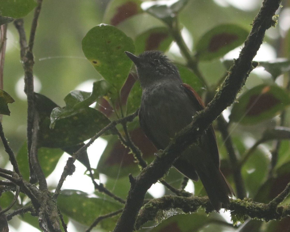 Rufous-backed Antvireo - ML640977283