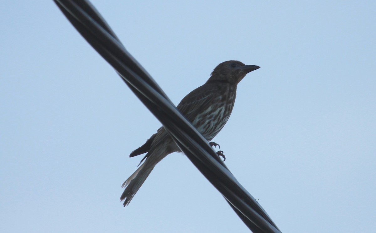 Australasian Figbird - ML640977373