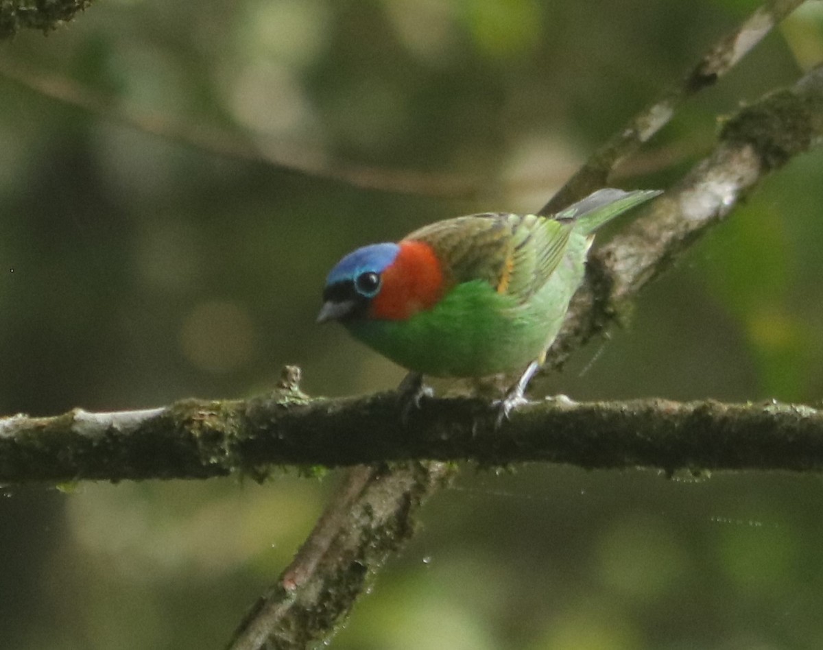 Blaukappentangare - ML640977381