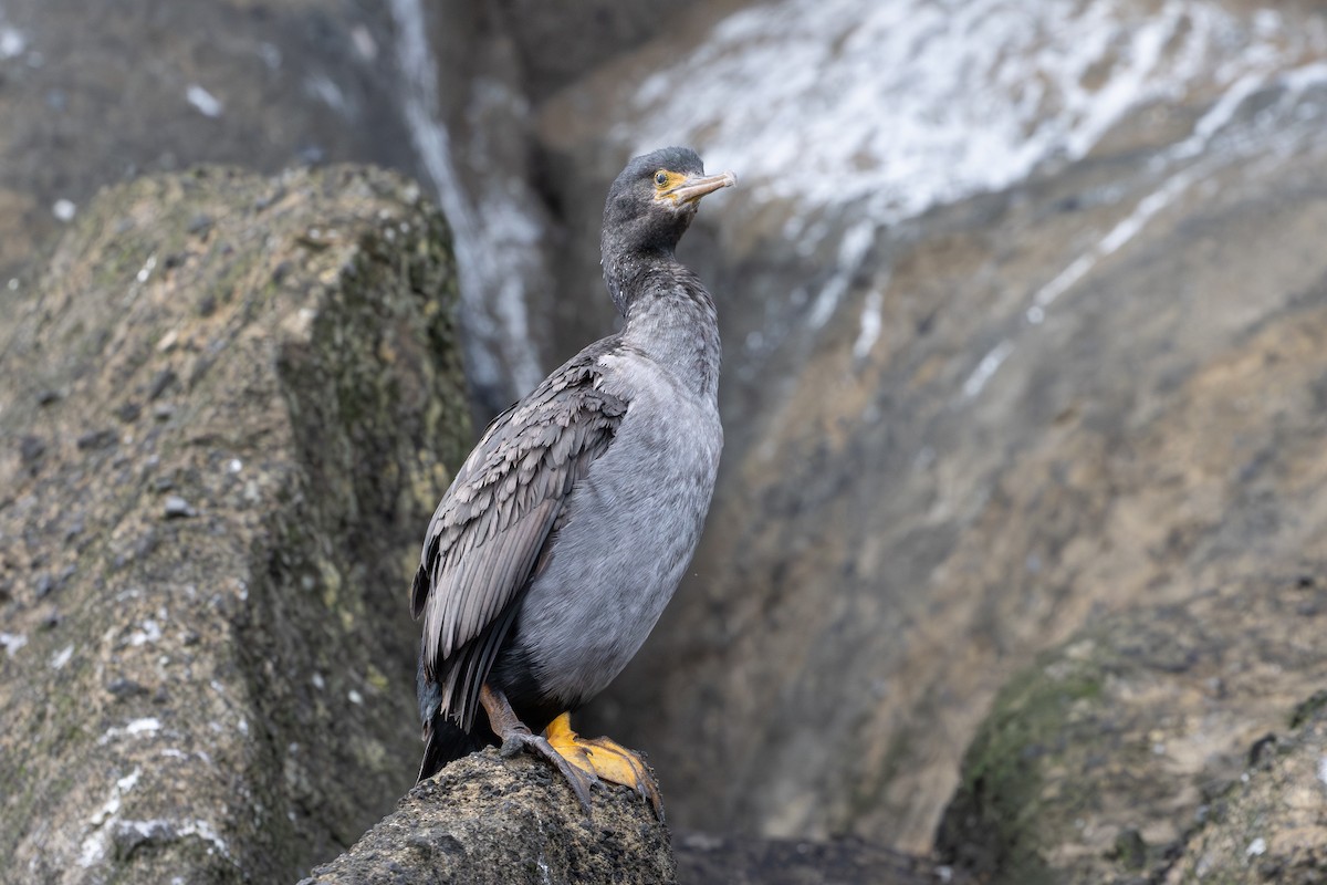 Pitt Island Shag - ML640977383