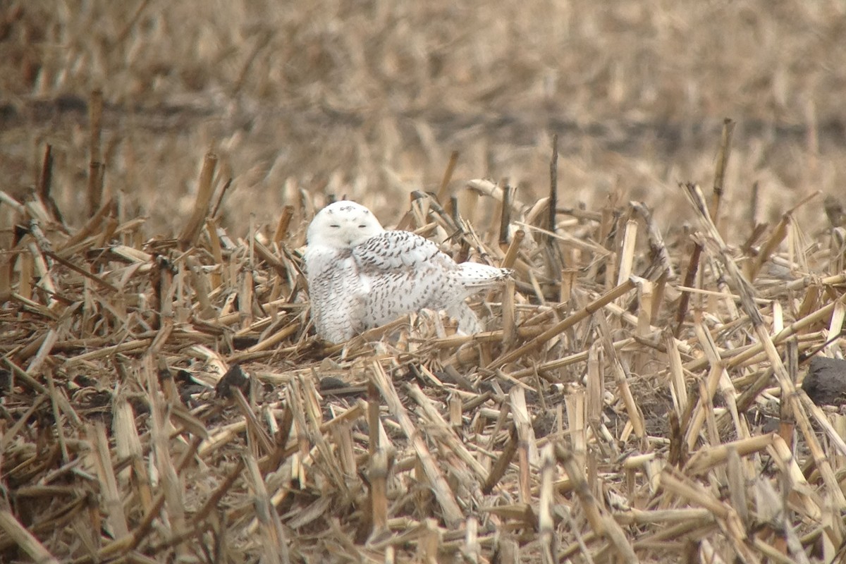 Snowy Owl - ML640977385