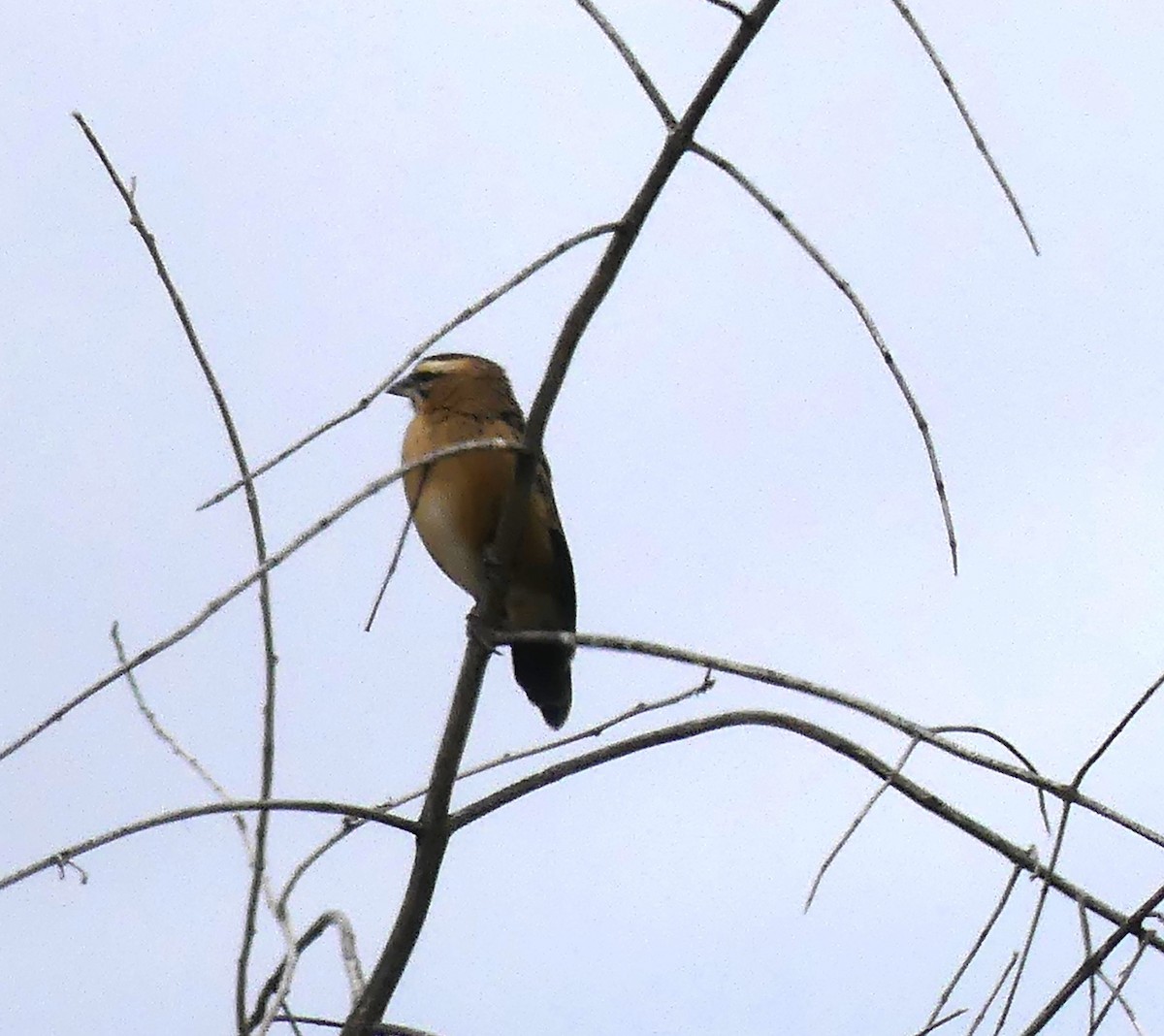 Red-cowled Widowbird - ML640977402
