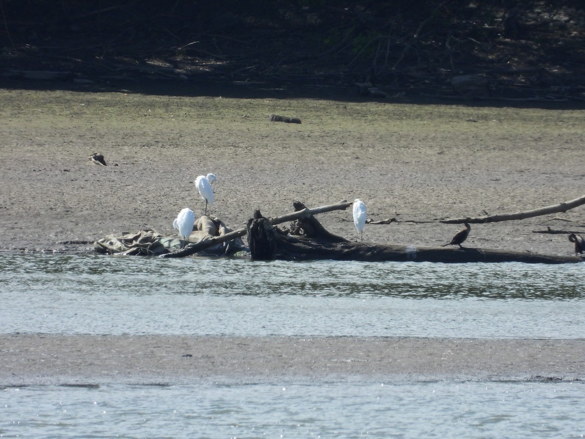 Great Egret - ML640977425