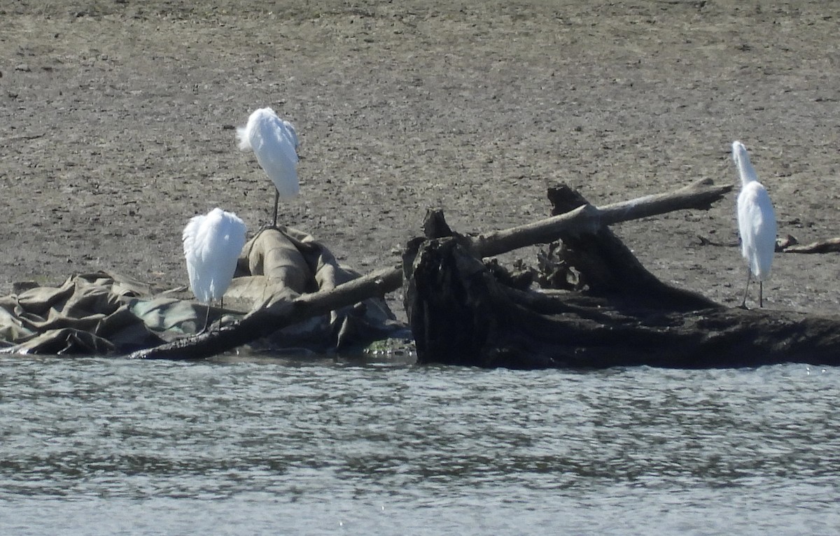 Great Egret - ML640977437