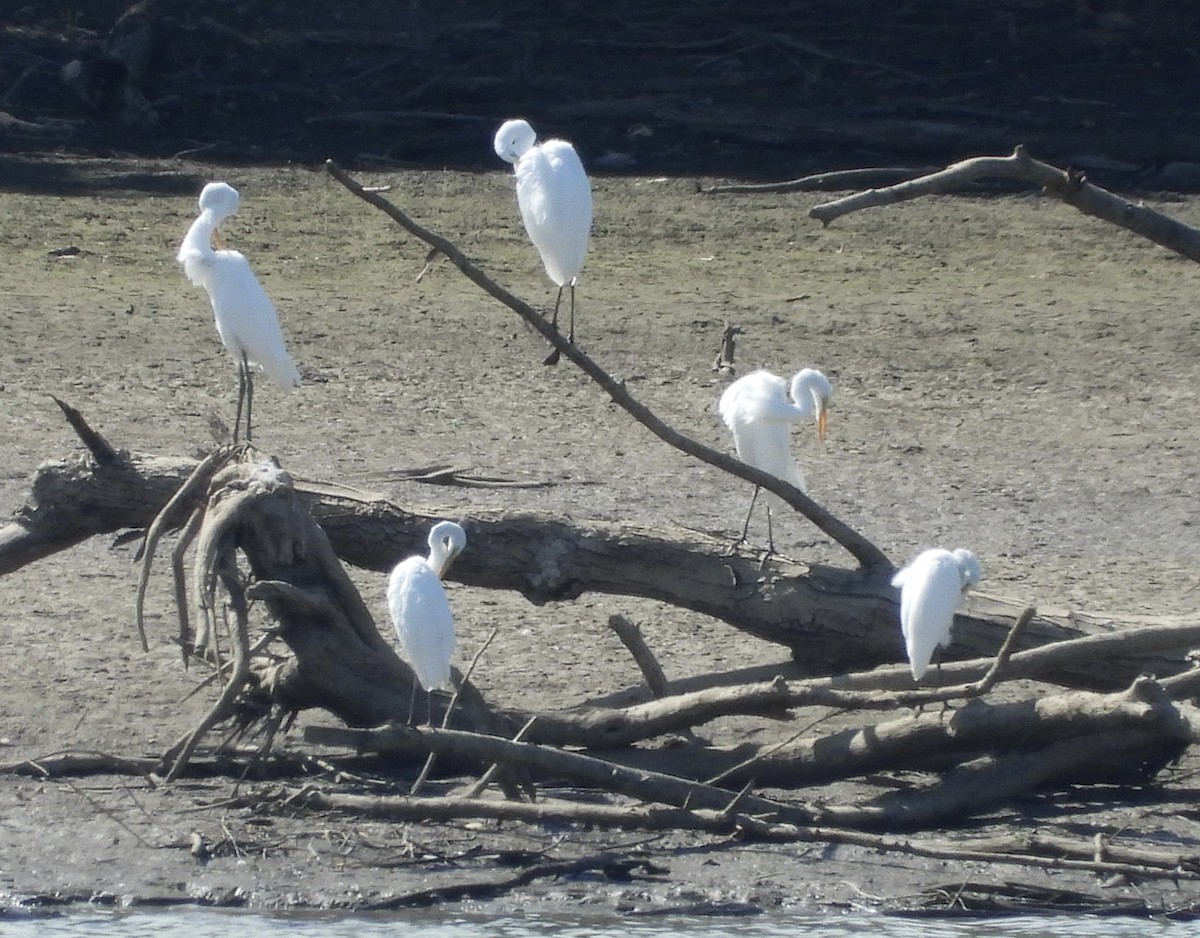Great Egret - ML640977438