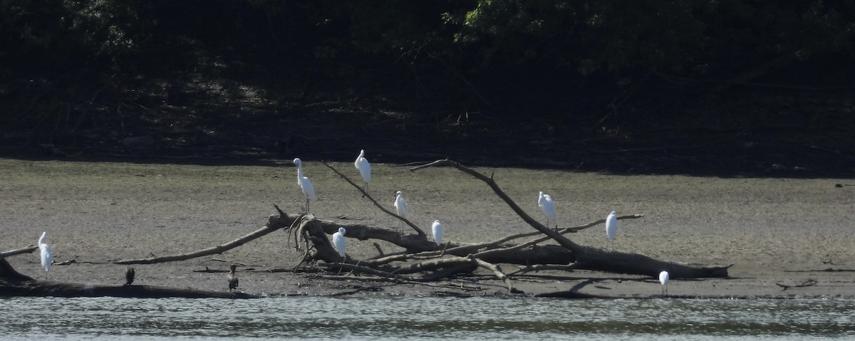 Great Egret - ML640977439
