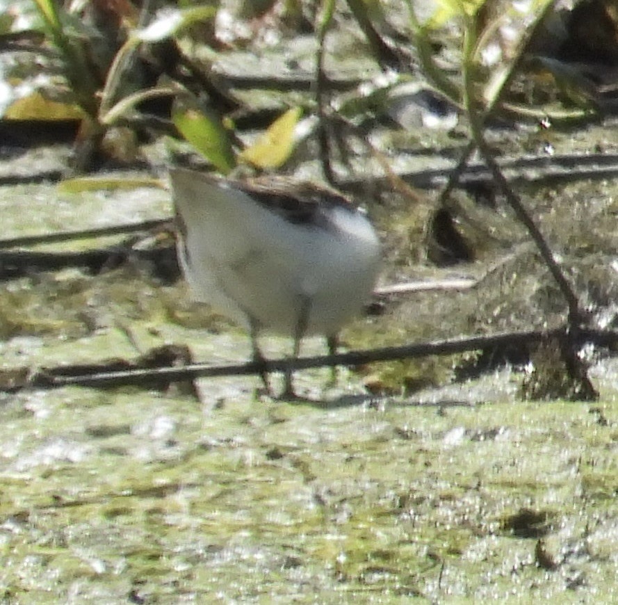 Solitary Sandpiper - ML640977450