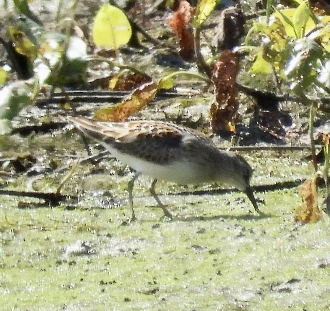 Solitary Sandpiper - ML640977456