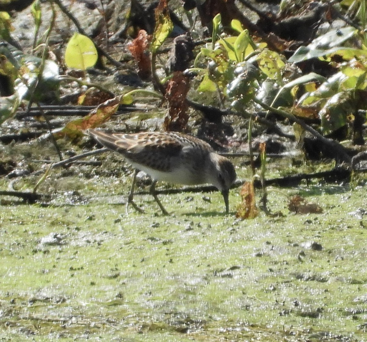 Solitary Sandpiper - ML640977460
