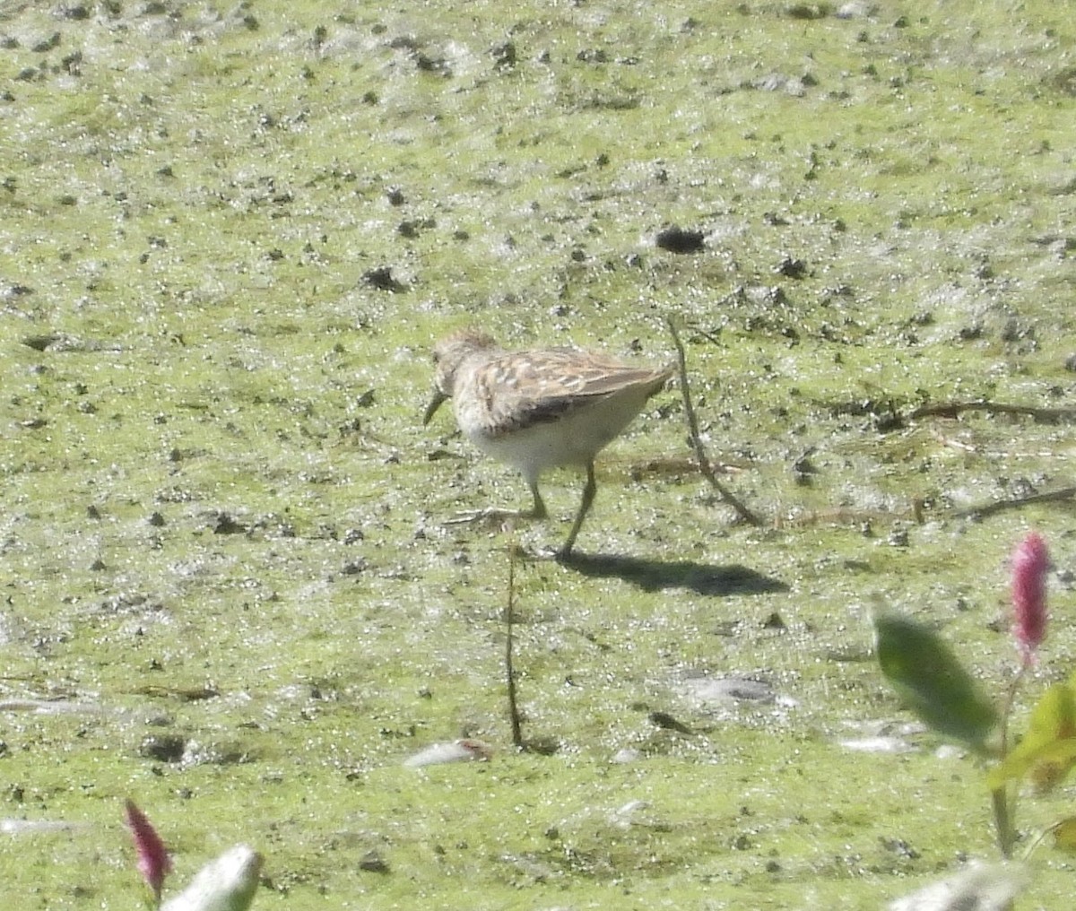 Solitary Sandpiper - ML640977463