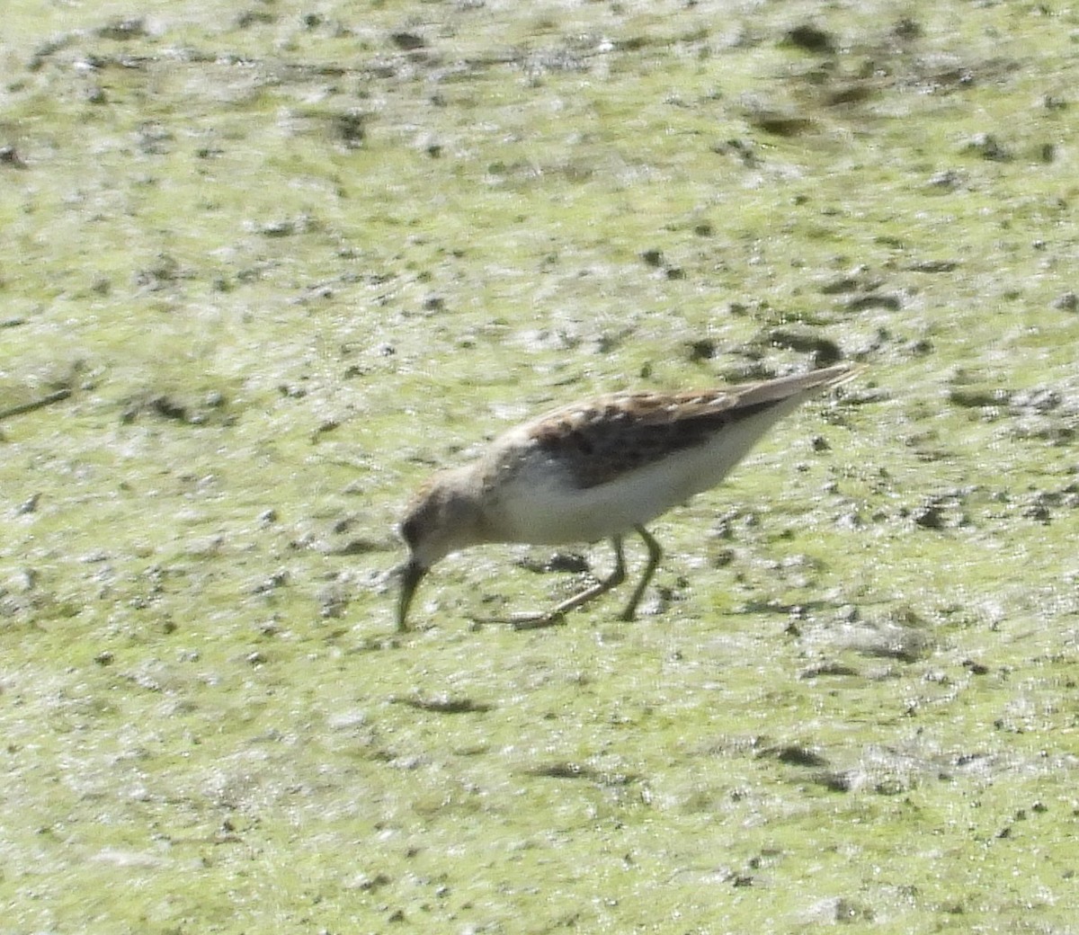 Solitary Sandpiper - ML640977464