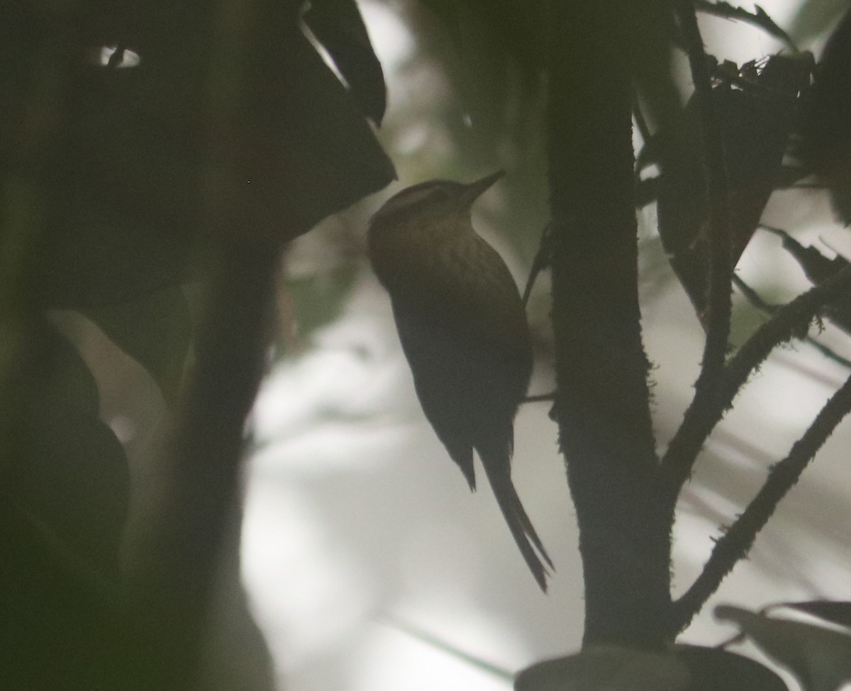 White-browed Foliage-gleaner - ML640977515