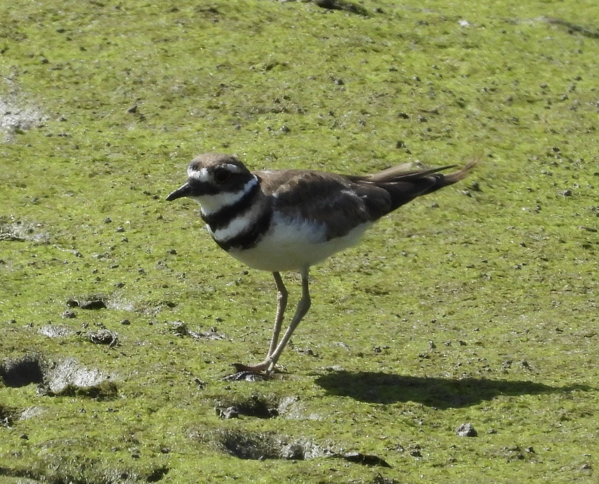 Killdeer - ML640977517