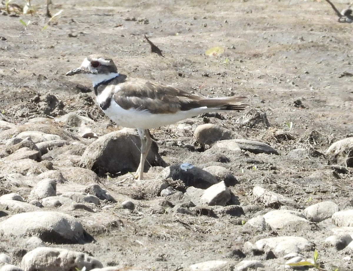 Killdeer - ML640977520
