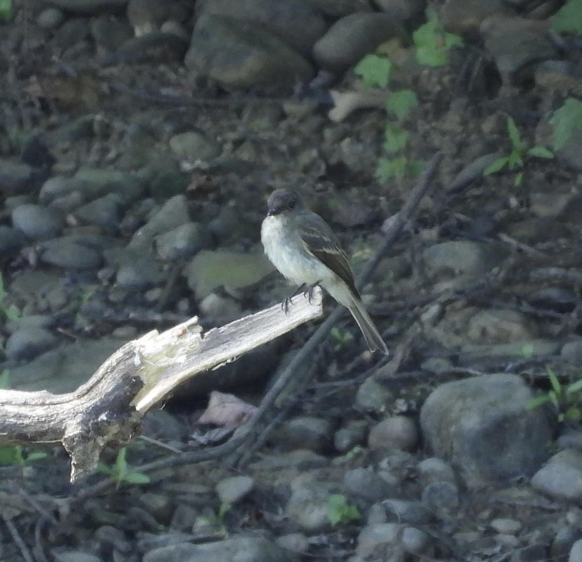 Eastern Phoebe - ML640977540