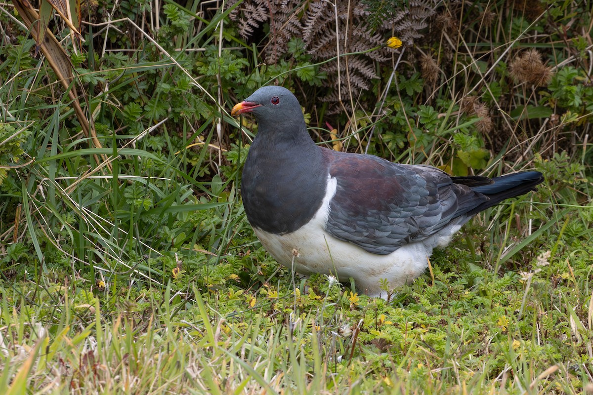 Chatham Islands Pigeon - ML640977548
