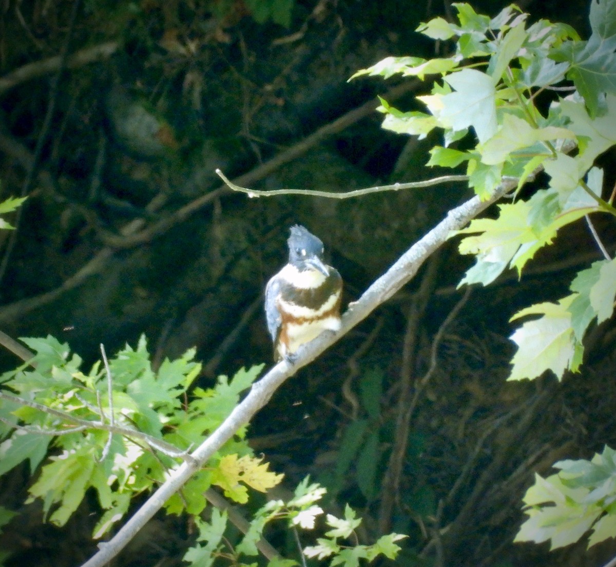 Belted Kingfisher - ML640977549