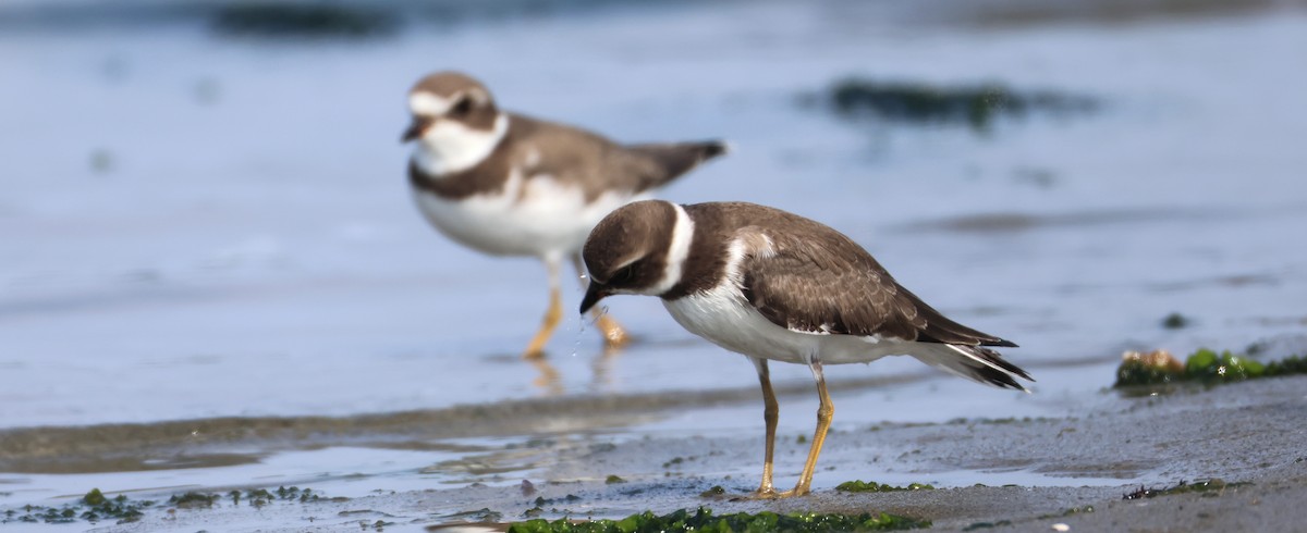 Semipalmated Plover - ML640977553