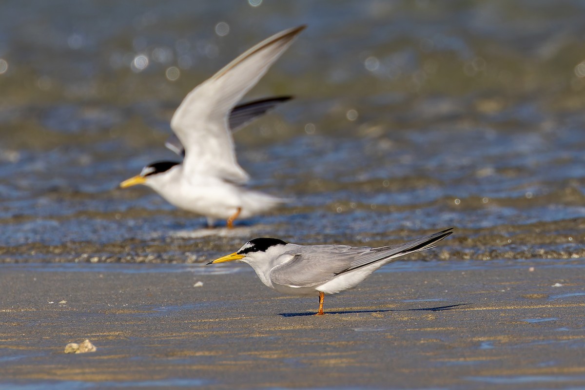 Little Tern - ML640977554