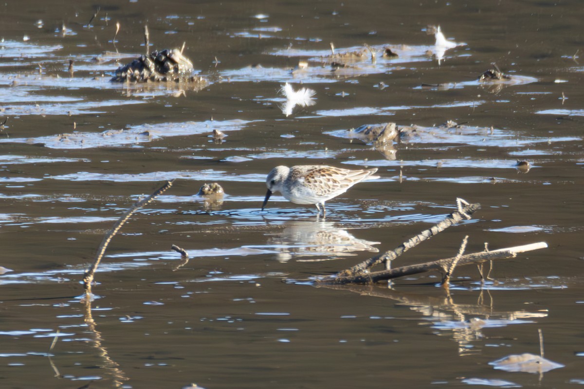 Bergstrandläufer - ML640977557