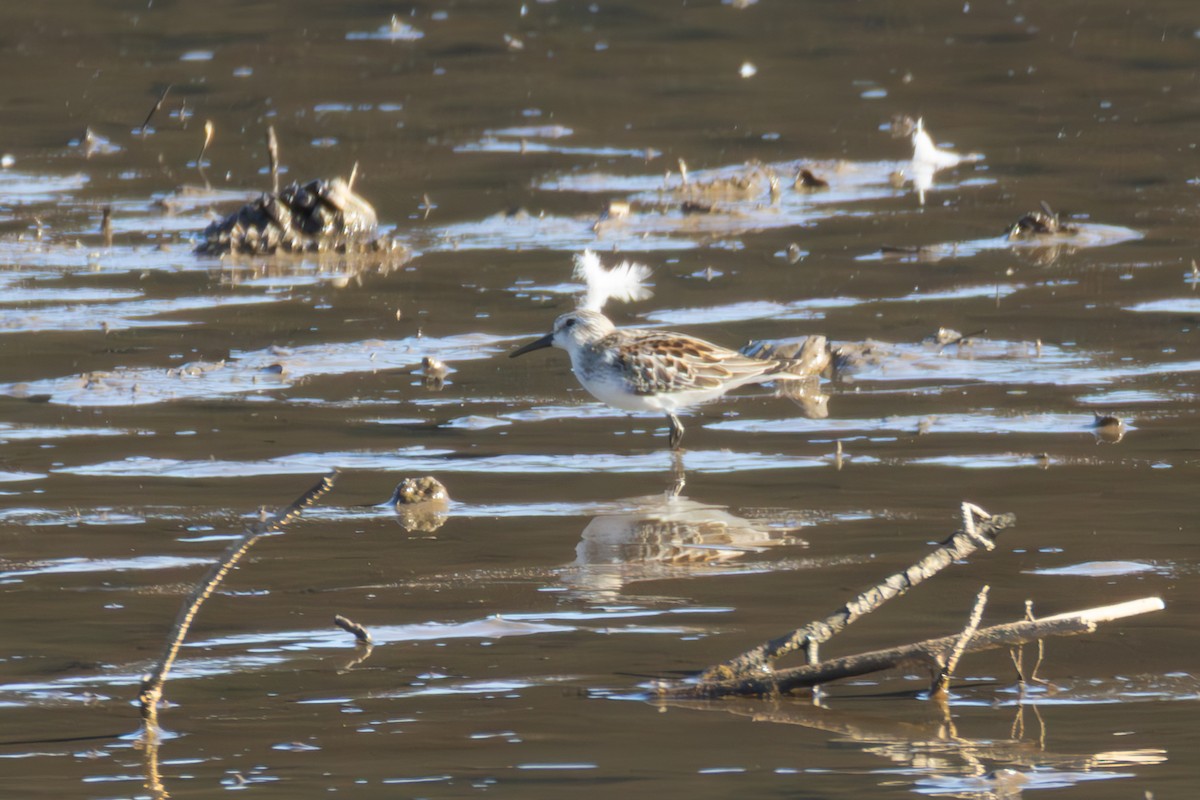 Bergstrandläufer - ML640977558