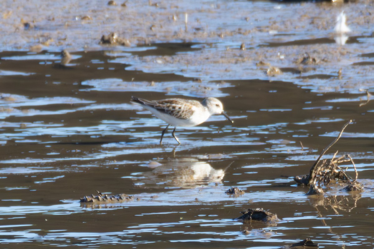 Bergstrandläufer - ML640977559