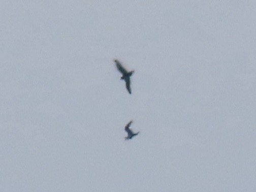 jaeger sp. - ML640977605