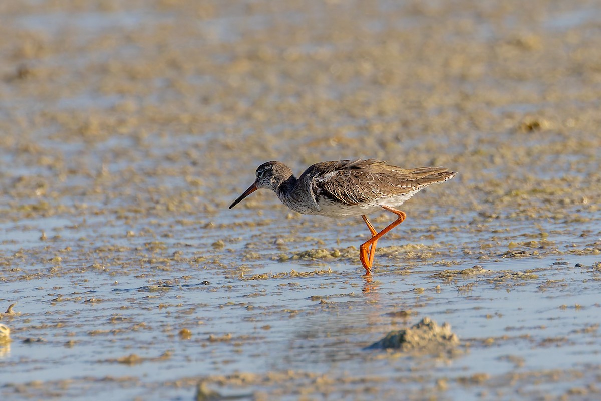 Common Redshank - ML640977608