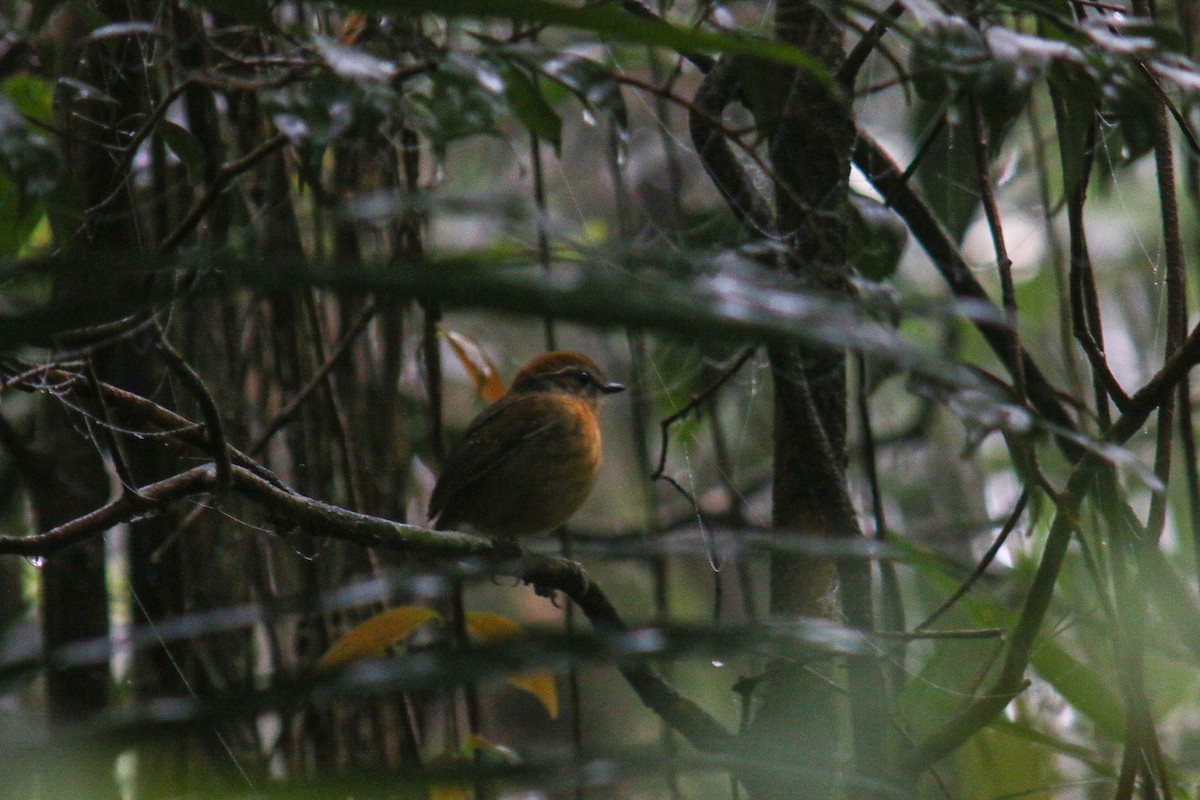 Black-cheeked Gnateater - ML640977612