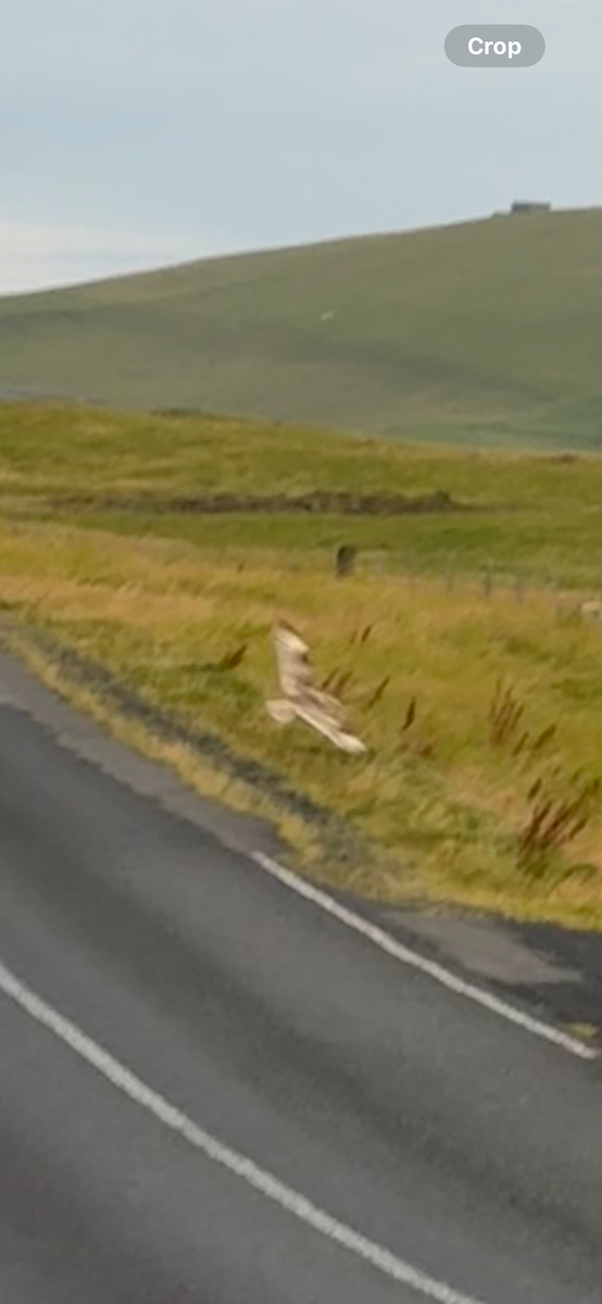 Short-eared Owl - ML640977620