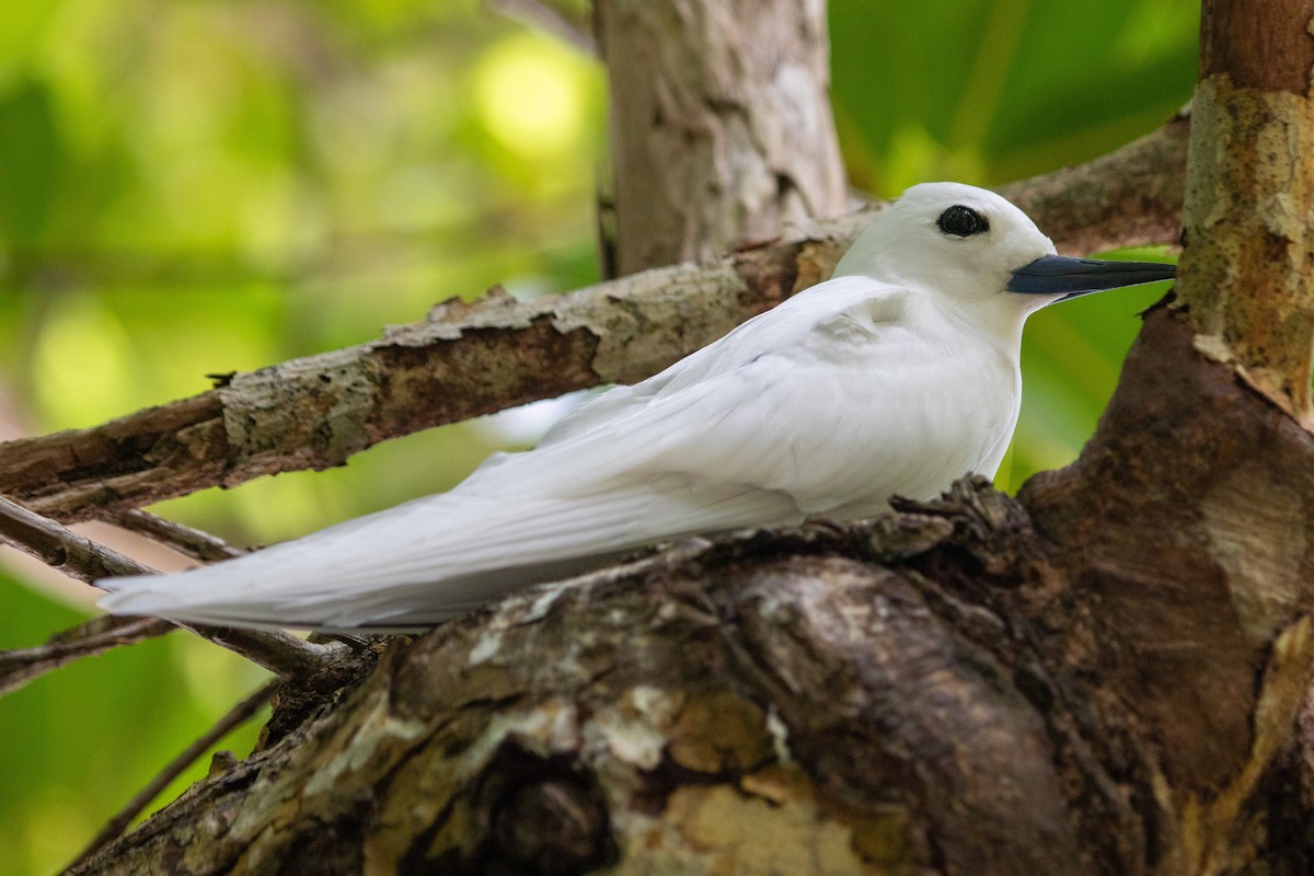 White Tern - ML640977655