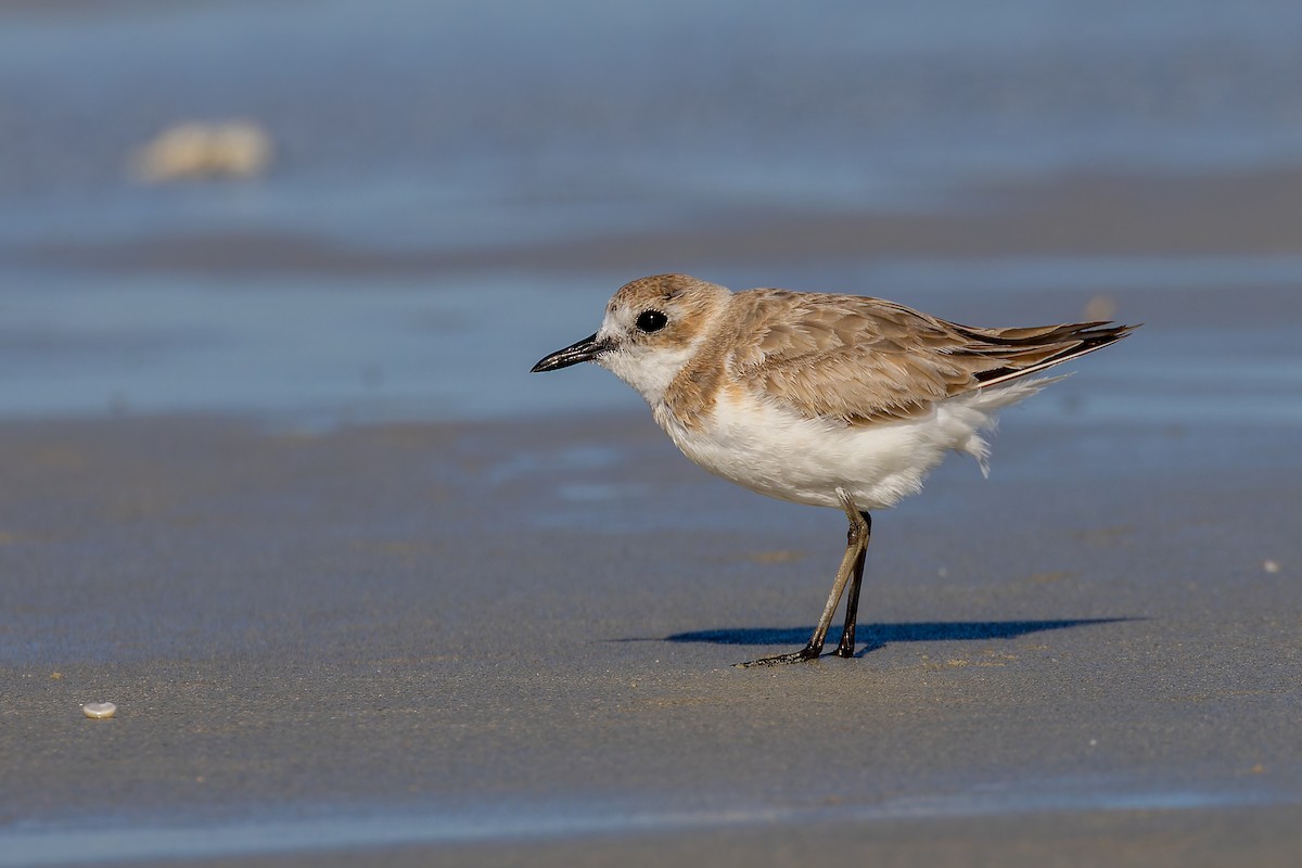 Greater Sand-Plover - ML640977657
