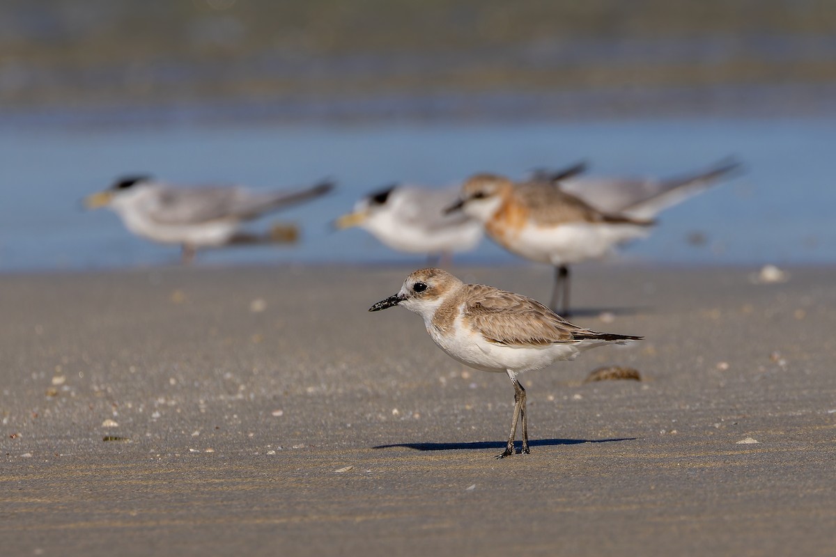 Greater Sand-Plover - ML640977665