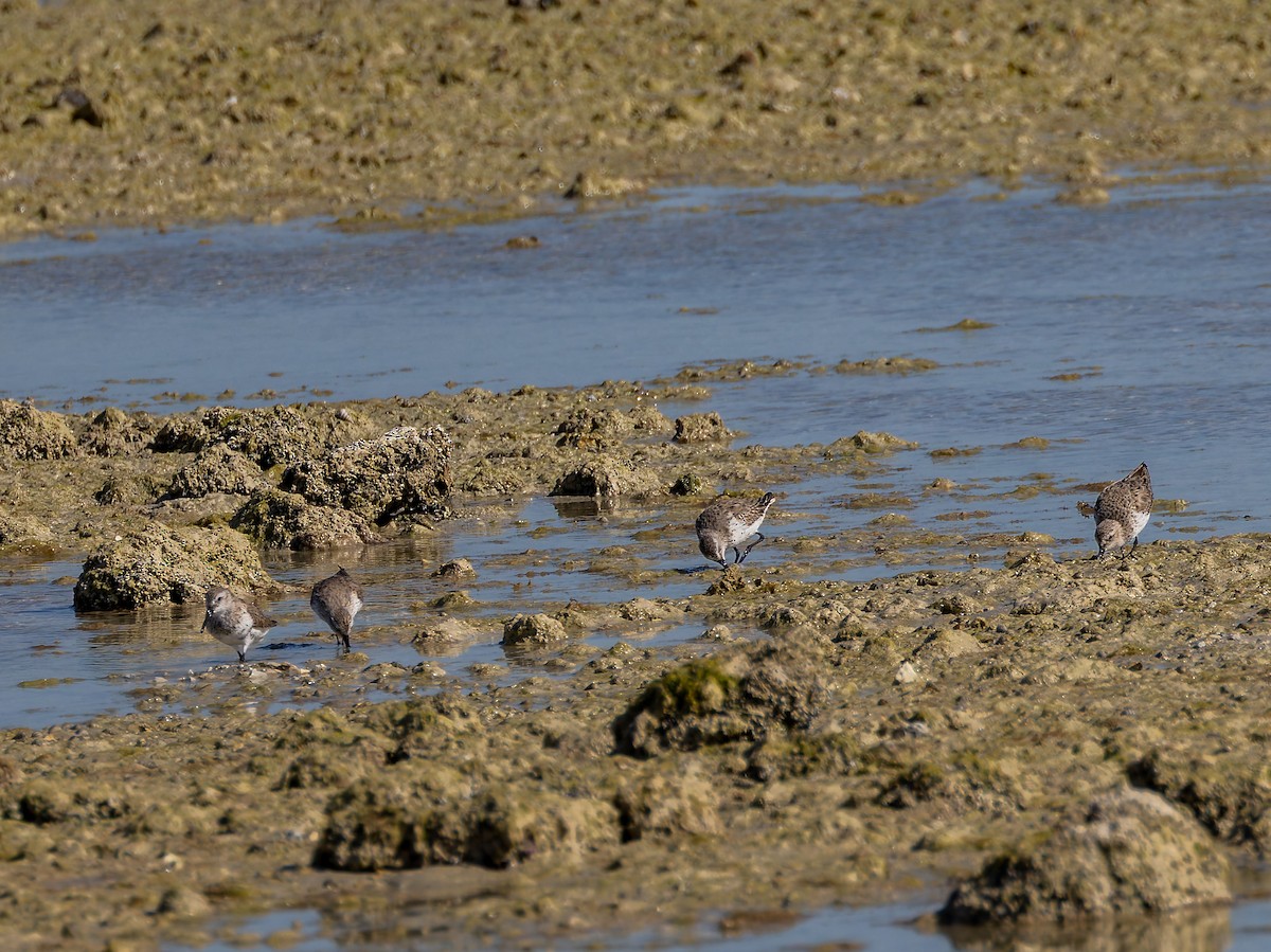 Curlew Sandpiper - ML640977677