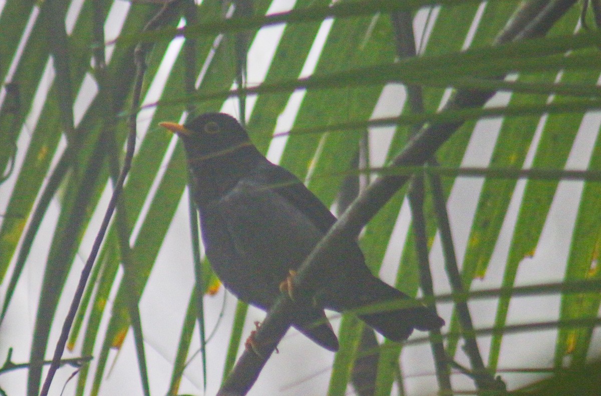 Yellow-legged Thrush - ML640977679